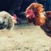 Cara Menang Judi S128 Sabung Ayam Taji